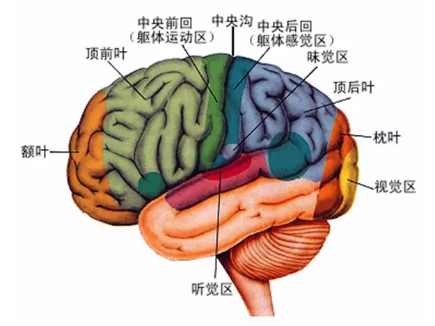經(jīng)顱磁刺激治療你知道多少？